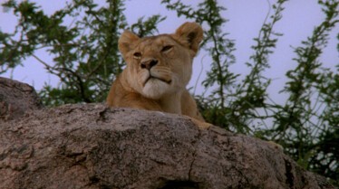 Les animaux déraillent  Intrépides et violents (3).JPG