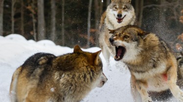 Animal Fight Club  Mort subite 2.jpg