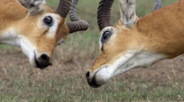 Animal Fight Club  Mort subite3.jpg