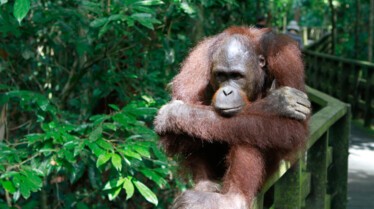 La belle et les bêtes  Un singe très bizarre2.jpg