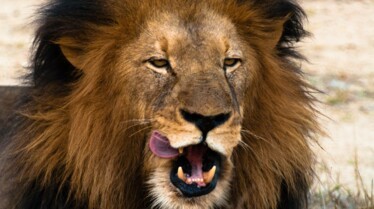 Animal Fight Club Plan d'attaque (1).jpg