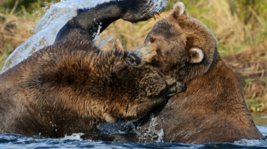 Animal Fight Club Plan d'attaque (4).TIF