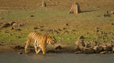 Destination Wild  Inde, les rois de la jungle (1).JPG