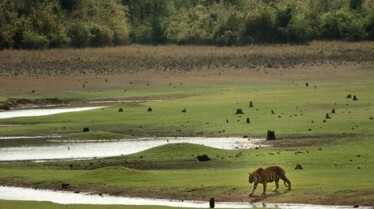 Destination Wild  Inde, les rois de la jungle (2).JPG
