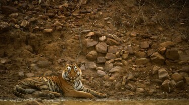 Destination Wild  Inde, les rois de la jungle (4).JPG