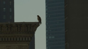 Jungle urbaine  En centre-ville (1).jpg