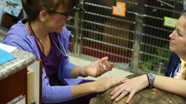 La clinique des animaux exotiques  La guérison du cochon (3).jpg
