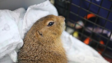 La clinique des animaux exotiques  La guérison du cochon (2).jpg