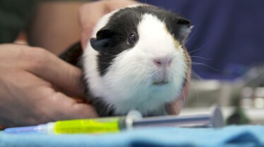 La clinique des animaux exotiques  Cocorico aïe ! (3).jpg