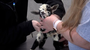 L'incroyable Dr Pol  Petit Pol (1).jpg