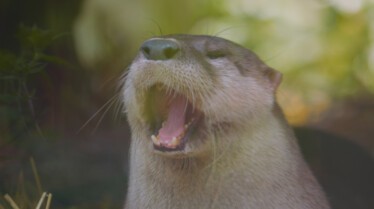 Une Saison au Zoo 1.jpg