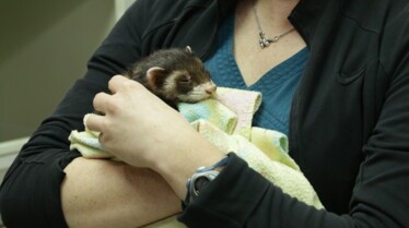 La clinique des animaux exotiques  Maux de ventre suspects (3).jpg