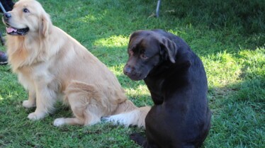 Cesar Millan  Tel maître, tel chien - Thérapie canine (2).jpg