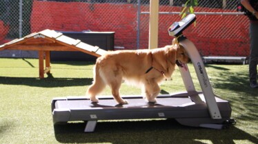 Cesar Millan  Tel maître, tel chien - Thérapie canine (3).jpg