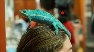 La clinique des animaux exotiques  Bienvenue à tous (1).jpg