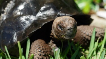 La clinique des animaux exotiques  Bienvenue à tous (2).jpg
