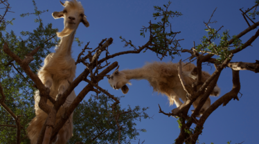 One Strange Rock (4).png