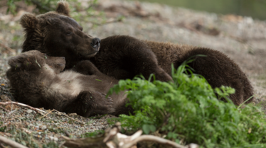 One Strange Rock (7).png