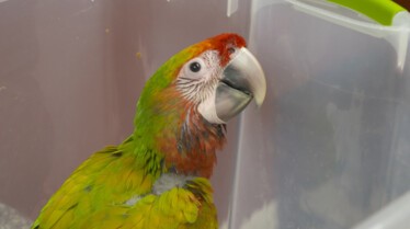 La clinique des animaux exotiques  Lapin pas malin (2).jpg
