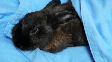 La clinique des animaux exotiques  Lapin pas malin (3).jpg