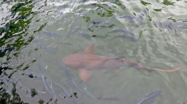 Les rois des aquariums  Un arbre dans l'aquarium (3).jpg