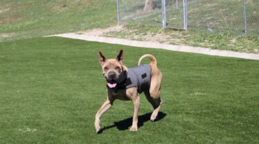 Cesar Millan  Tel maître, tel chien - Une patte devant l’autre (1).jpg