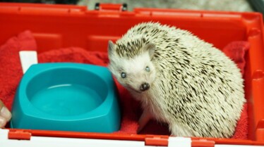 La clinique des animaux exotiques  Cas peu communs (3).jpg