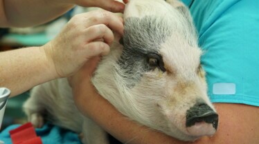 La clinique des animaux exotiques  Cas peu communs (1).jpg