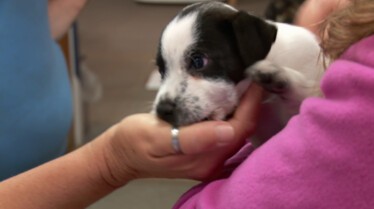 Invasion féline (2).JPG