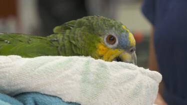 La clinique des animaux exotiques  Lapin, marmouset et kinkajou (3).jpg