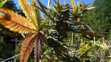 Marijuana la ruée vers l'or vert (2).JPG