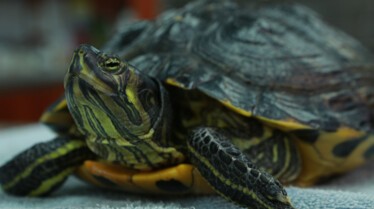 La clinique des animaux exotiques  Saphir le boa (1).jpg