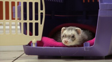 La clinique des animaux exotiques  Saphir le boa (2).jpg