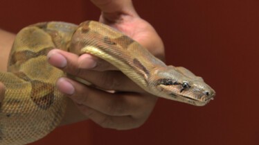 La clinique des animaux exotiques  Saphir le boa (3).jpg