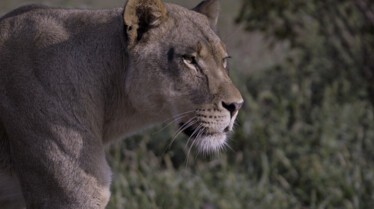 Au coeur du zoo (5).jpg