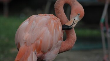 Au coeur du zoo (6).jpg