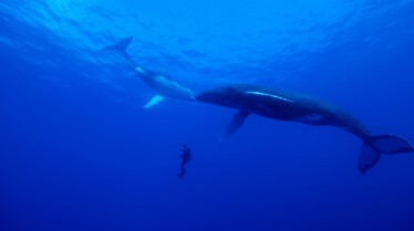 Ocean Odysseys (1).jpg