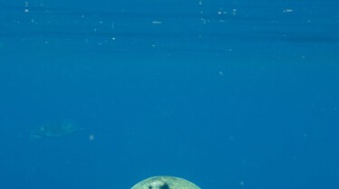 Ocean Odysseys (2).jpg