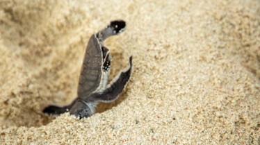 Ocean Odysseys (3).jpg