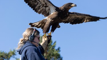 Incredible Animal Journeys Alaska's River Rice (1).jpg