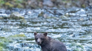 Incredible Animal Journeys Alaska's River Rice (4).jpg