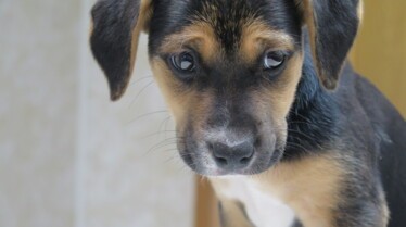 L'incroyable Dr Pol  Le grand retour (1).jpg