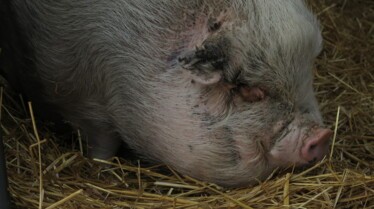 L'incroyable Dr Pol  Le grand retour (2).jpg