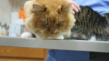 L'incroyable Dr Pol  Le grand retour (3).jpg