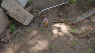 Squeeze  Python d'Afrique (1).JPG