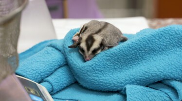 Dr. K's Exotic Animal ER (1).jpg