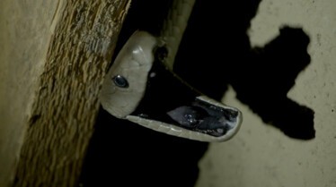 Serpents en embuscade (3).jpg
