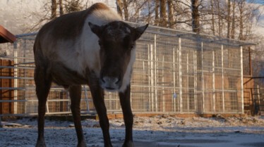 Dr. Oakley, Yukon Vet (1).JPG