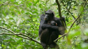 Histoire d'un bébé chimpanzé (3).jpg