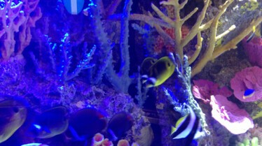 Les rois des aquariums  Un choix difficile (2).JPG